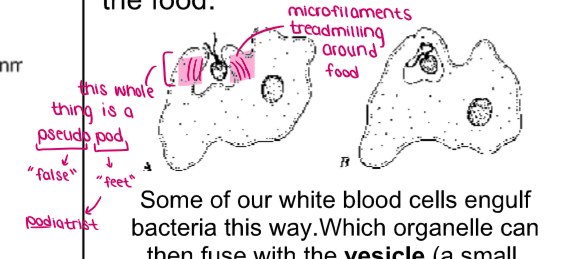 <ul><li><p>Amoebas use <u>ENDOCYTOSIS</u> to engulf its food. The microfilaments push the cytoplasm out against the cell membrane, allowing <u>“pseudopods”</u> to form aorund the food.</p></li></ul><p></p>