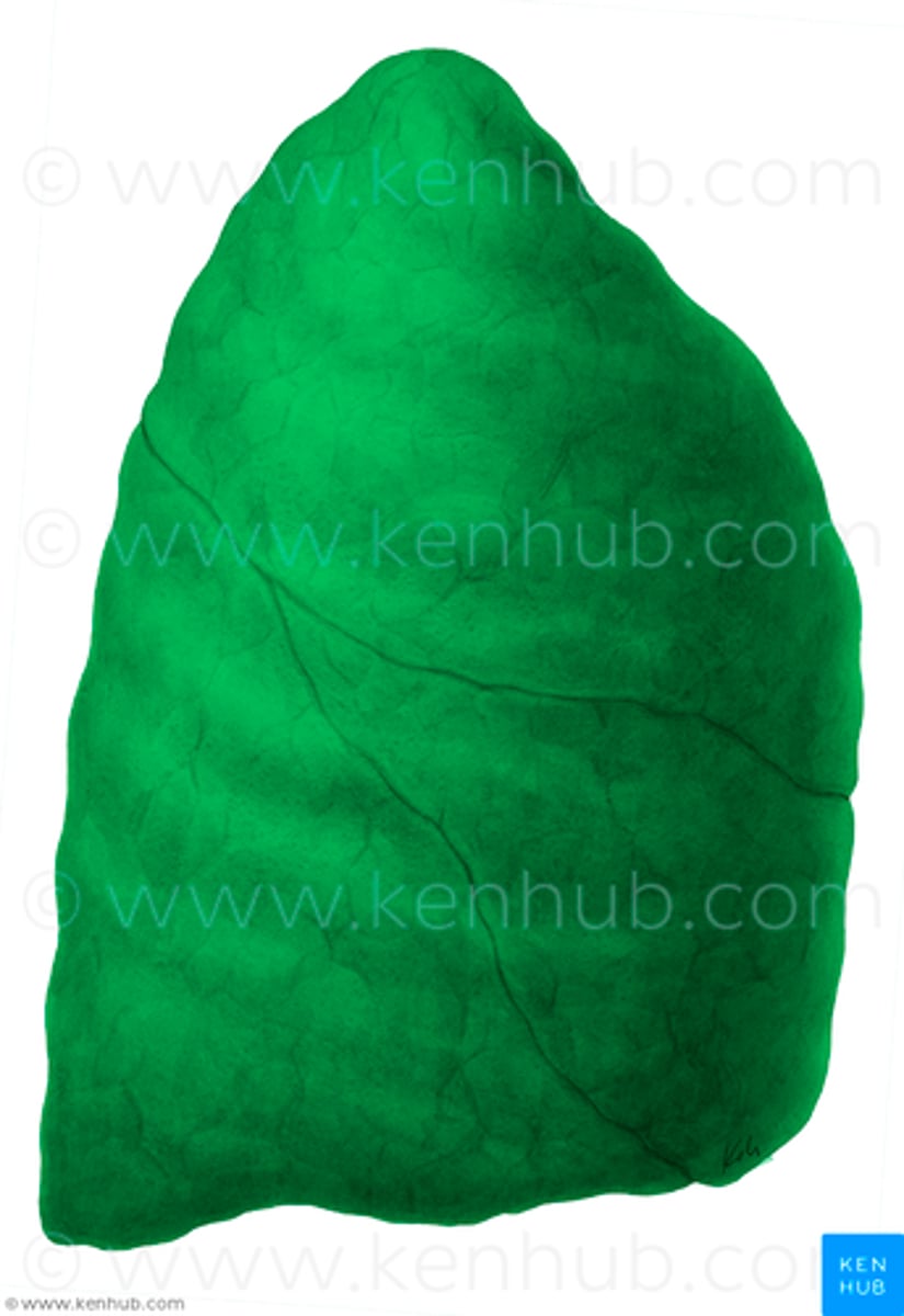 <p>pressed against the ribcage</p><p>Related to lateral thoracic wall.</p><p>Separated by costal pleura &amp; endothoracic facia</p><p>Upper 6 ribs in midclavicular line, 8 in the midaxillary line, and 10 in midscapular line</p>