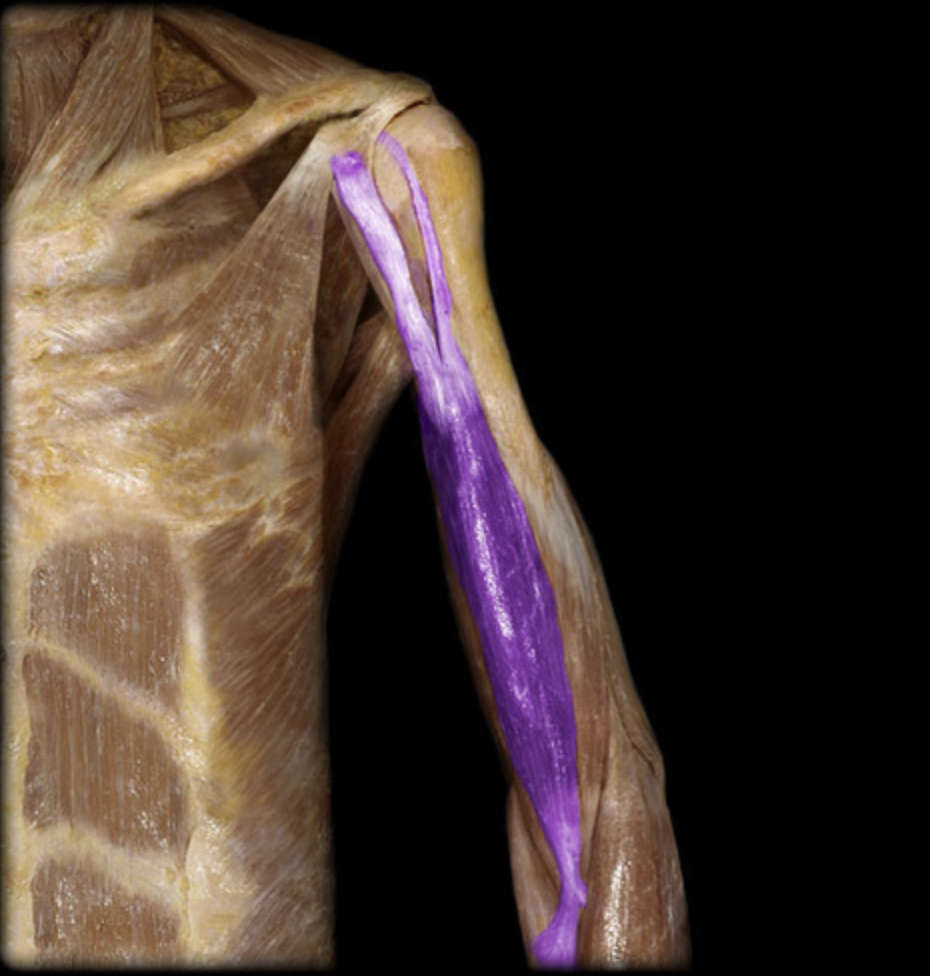 <p><em>table 3, 7, musculocutaneous n (C5-C7), forearm supination/elbow flexion</em></p>