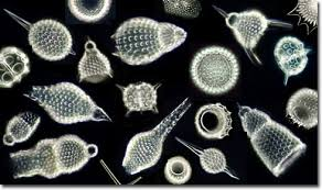 <p>radiolarians </p>