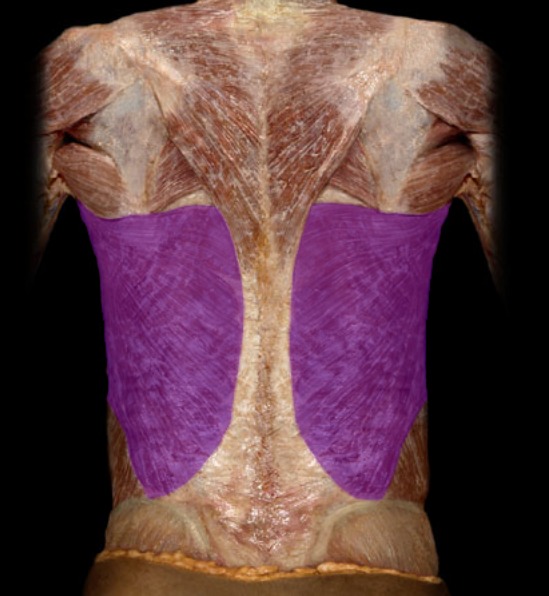 <p>superficial, mid and low back; muscle inserts on humerus</p>