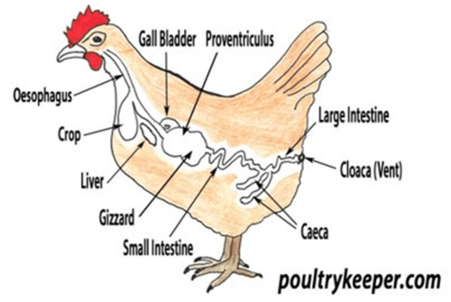 <p>Why are broiler chickens associated with campylobacter?</p>