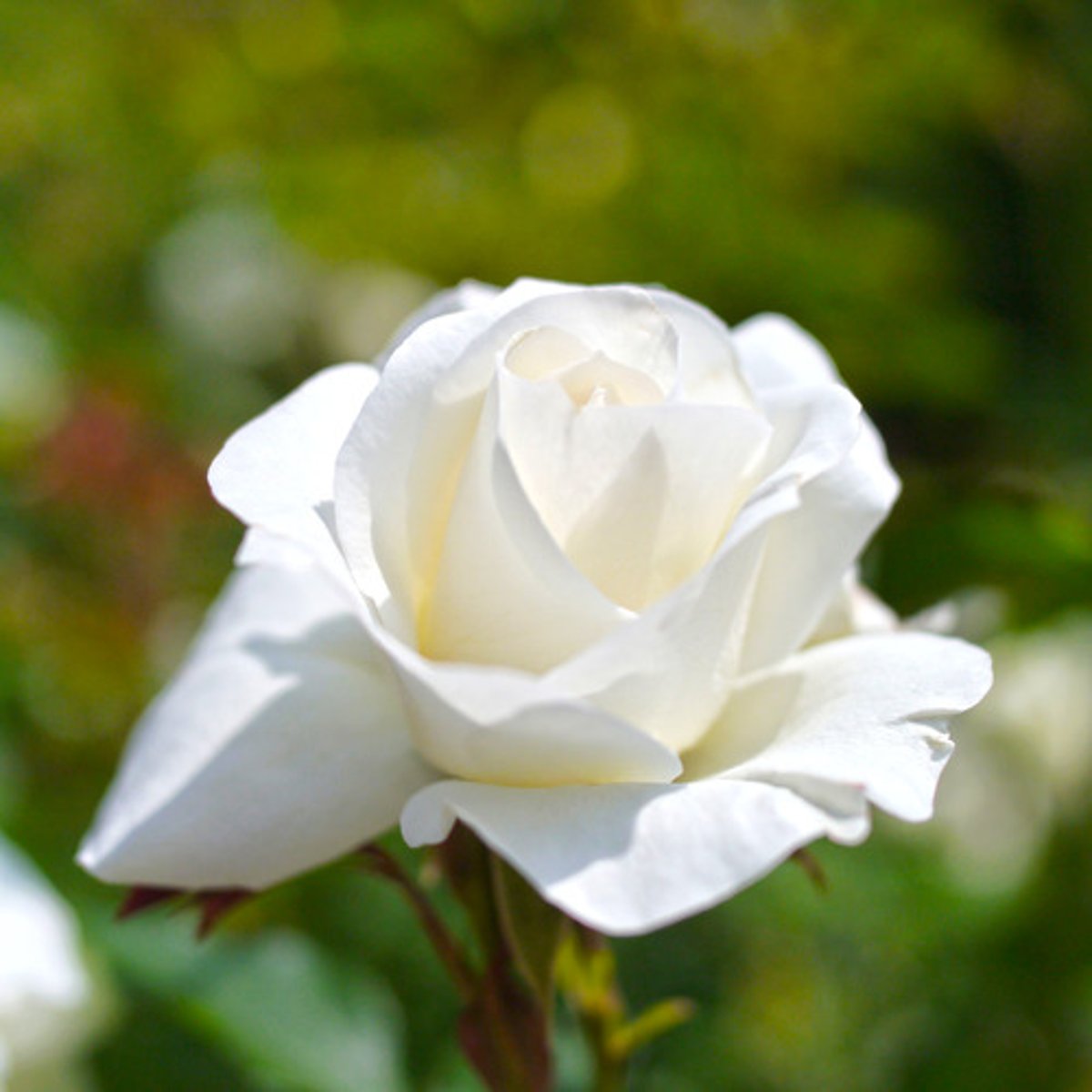 <p>white</p>