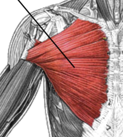 <p>Which muscle of the humerus/shoulder is:</p><ul><li><p>Fan-shaped, located at chest</p></li><li><p>Action: flex &amp; adducts arm</p></li><li><p>Nerve: pectoral</p></li></ul><p></p>