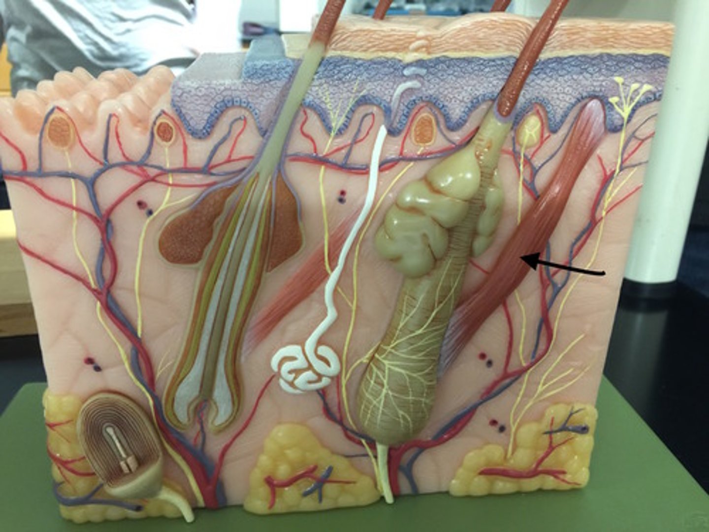 <p>causes the hair to stand erect</p>