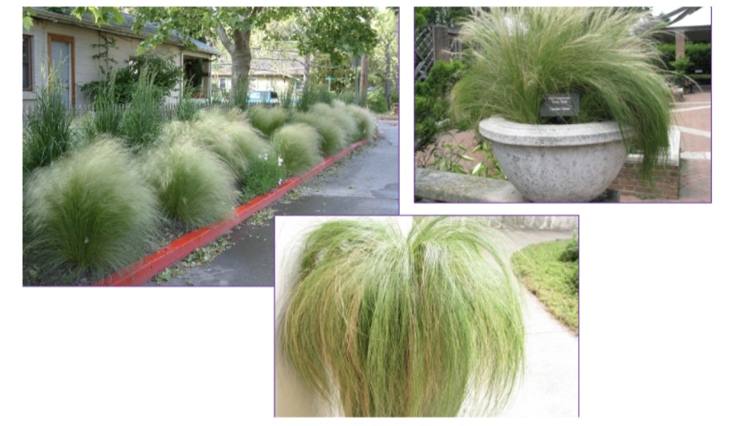 <p>-semievergreen -droopy, fluffy looking</p>