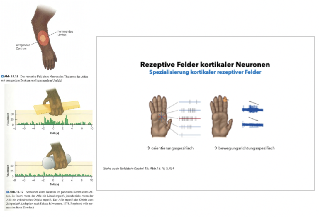 <p class=""><strong>Kurzfassung:</strong><br>Die taktile Wahrnehmung wird nicht nur durch Reize, sondern auch durch <strong>kognitive Prozesse</strong> wie <strong>Aufmerksamkeit</strong> beeinflusst. <strong>Kortikale Neuronen</strong> zeigen Spezialisierungen, etwa für bestimmte Reizrichtungen oder Objektformen, ähnlich wie im visuellen System.</p><div data-type="horizontalRule"><hr></div><p class=""><strong>Langfassung:</strong></p><ul><li><p class=""><strong>Aktive Mitwirkung & kognitive Verarbeitung:</strong></p><ul><li><p class="">Die Wahrnehmungsstärke hängt nicht nur von der Reizintensität ab, sondern auch von der <strong>Gehirnverarbeitung</strong>.</p></li><li><p class="">Auch beim <strong>Schmerz</strong> ist diese kognitive Modulation entscheidend.</p></li></ul></li></ul><p class=""></p><ul><li><p class=""><strong>Kortikale Spezialisierungen:</strong></p><ul><li><p class=""><strong>Im Thalamus:</strong> Zentrum-Umfeld-Strukturen (wie im visuellen Thalamus).</p></li><li><p class=""><strong>Im somatosensorischen Kortex (S1):</strong></p><ul><li><p class="">Neuronen reagieren z. B. auf bestimmte <strong>Orientierungen</strong> oder <strong>Bewegungsrichtungen</strong>.</p></li><li><p class="">Manche Neuronen aktivieren nur bei bestimmten <strong>Objektformen</strong> (z. B. nur bei Lineal, nicht bei Zylinder).</p></li></ul></li></ul></li></ul><p class=""></p><ul><li><p class=""><strong>Aufmerksamkeitseffekte:</strong></p><ul><li><p class="">Wenn Affen ihre <strong>Aufmerksamkeit</strong> auf die taktile Reizwahrnehmung richten, ist die <strong>Aktivität in S1 und S2</strong> deutlich <strong>erhöht</strong>.</p></li><li><p class="">Wird stattdessen ein visueller Reiz beachtet, bleibt die taktile Antwort deutlich schwächer.<br>→ <strong>Top-down-Prozesse modulieren die neuronale Reaktion</strong>, ähnlich wie in anderen Sinnessystemen.</p></li></ul></li></ul><p></p>