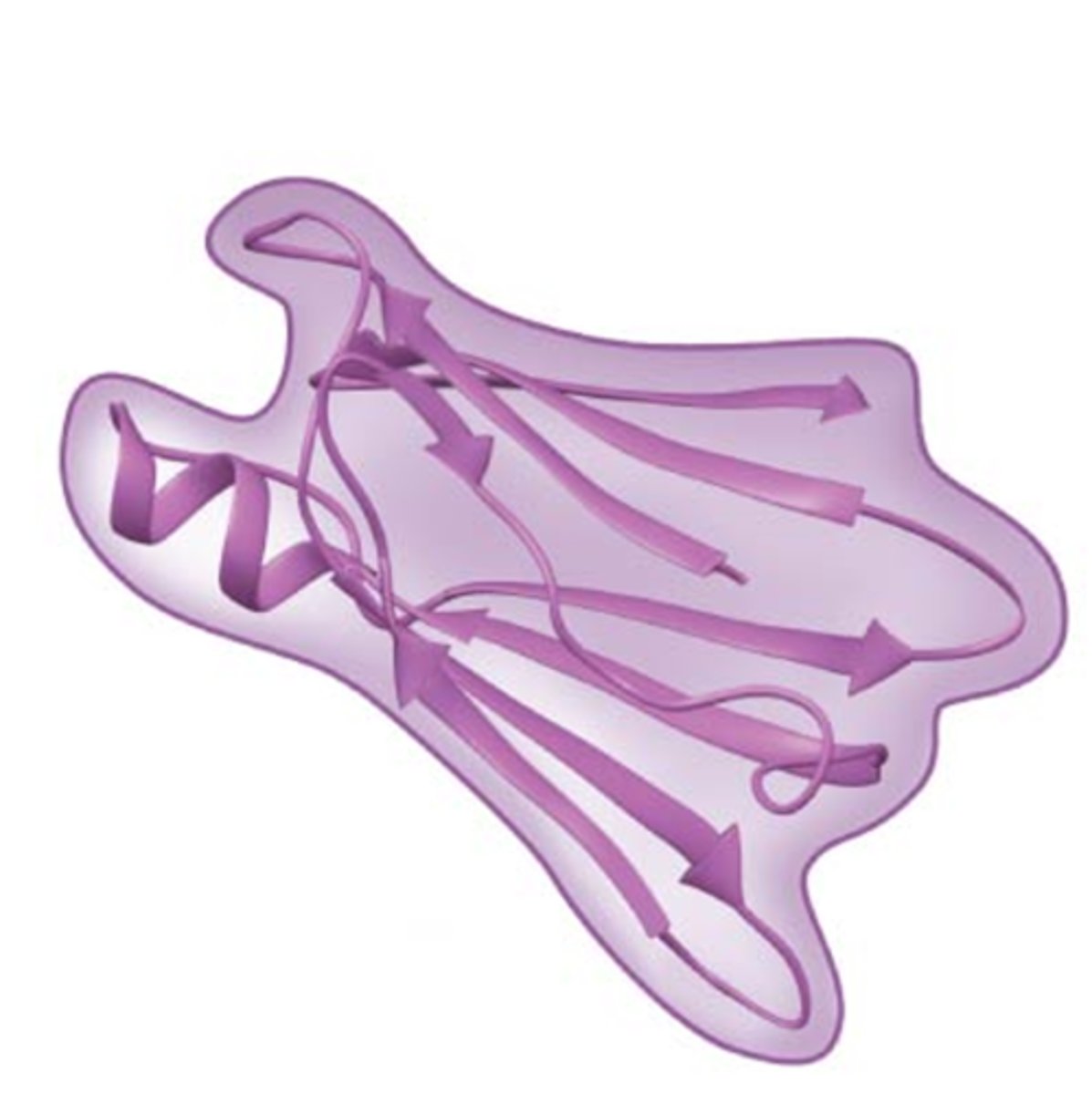 <p>The overall three-dimensional shape of a polypeptide</p>
