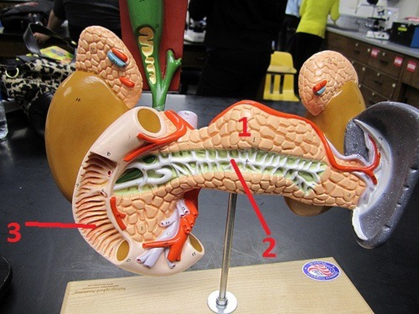 <p>Digestive function of 1?</p>