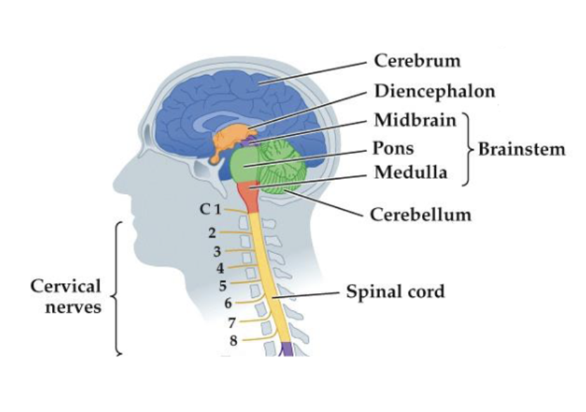 <p>thalamus and hypothalamus</p>