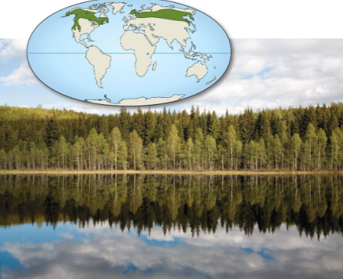 <p>Northern coniferous forest</p>
