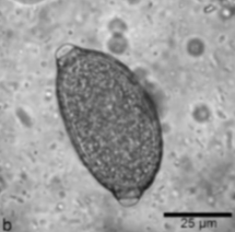 <p><span style="color: rgb(248, 240, 240);"><span>Capillarid lungworm of dogs and cats</span></span></p>
