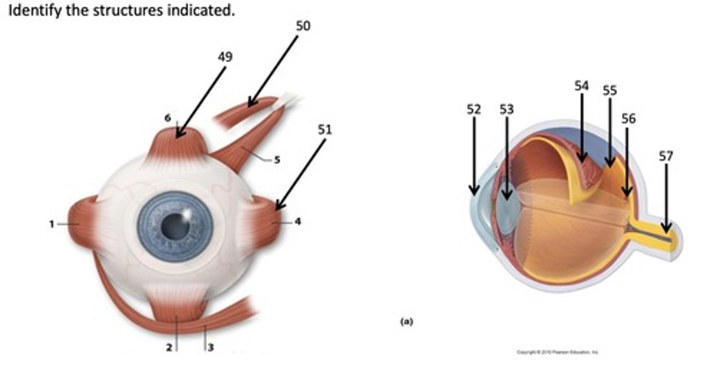 <p>What eye structure is represented by 50?</p>