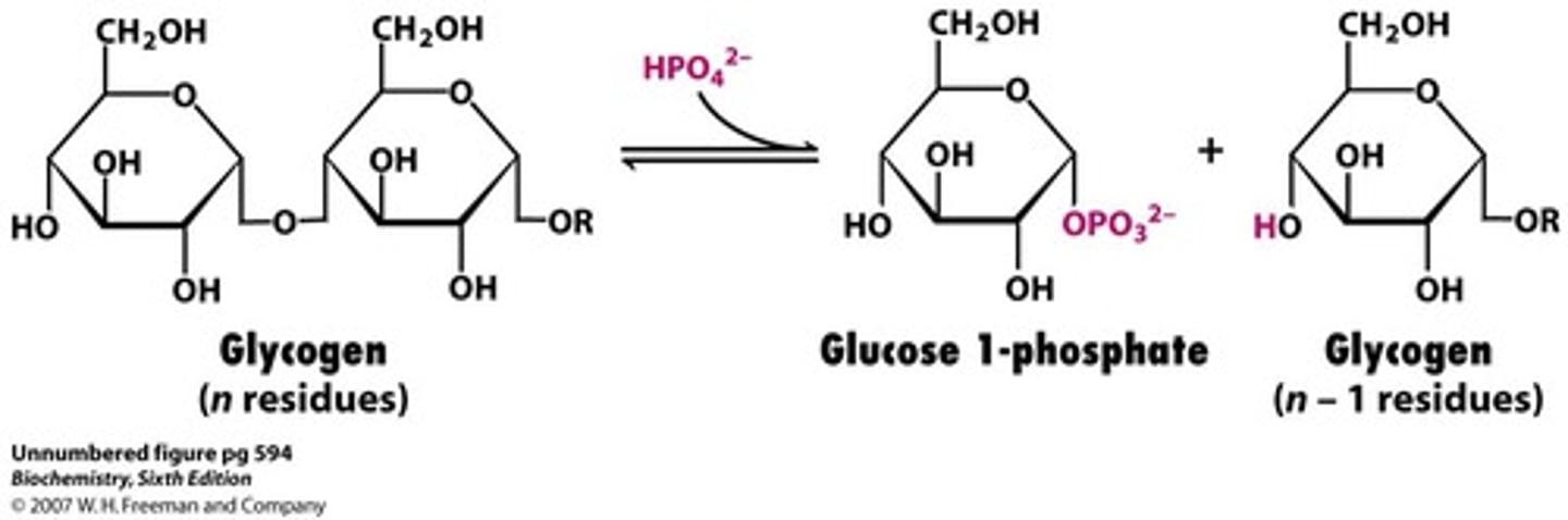 <p>Remove one residue of glucose 1-phosphate, catalyzed by glycogen phosphorylase</p><p>Pi acts as a phosphate group on the one position</p>