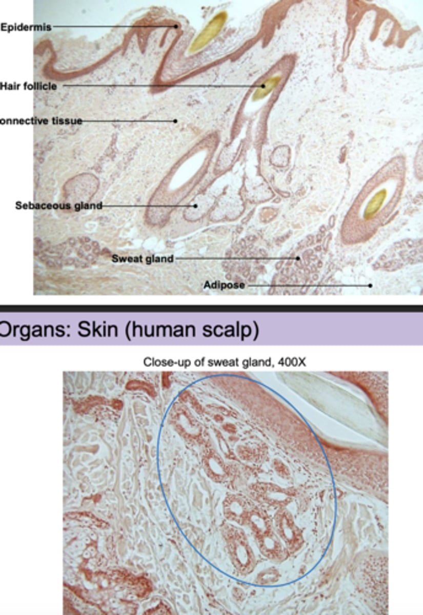 <p>yes, i can label the human scalp</p>