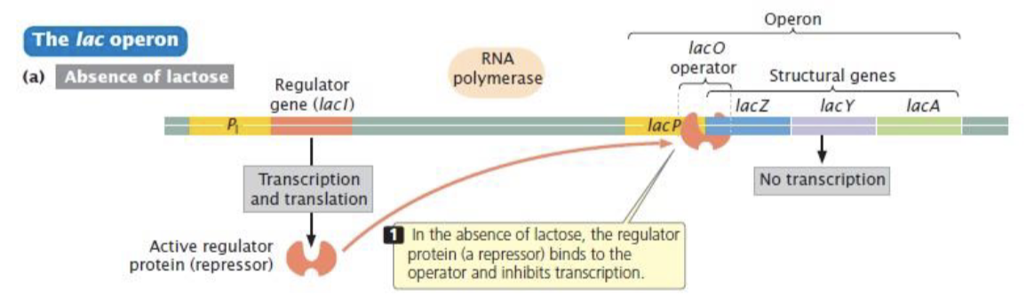 <p>lactose operon (E.coli)</p>