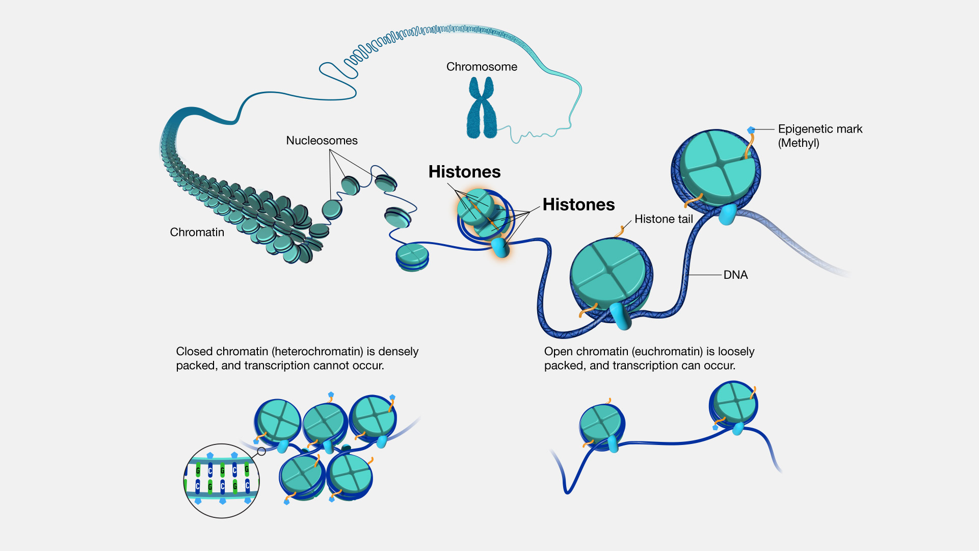 <p>Compact the DNA into the nucleosomes </p><ul><li><p>Plays a key role in regulating gene expression by controlling DNA accessibility</p></li></ul><p></p>