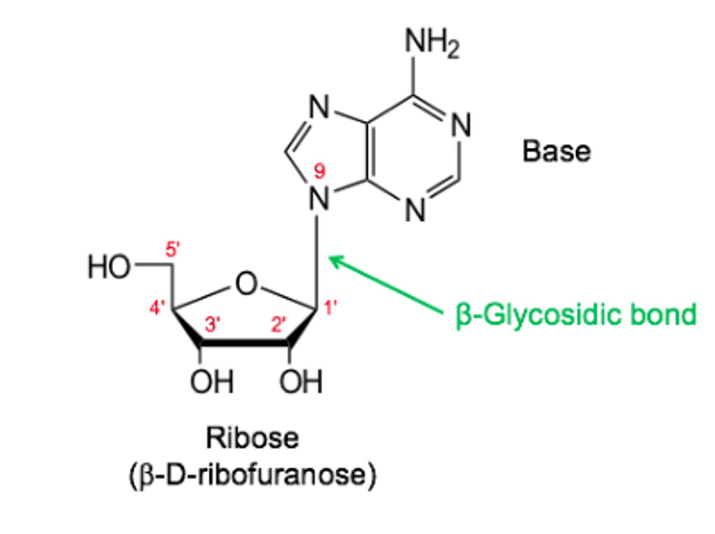 <p>Ribose + base joined by a beta glycosidic bond</p>