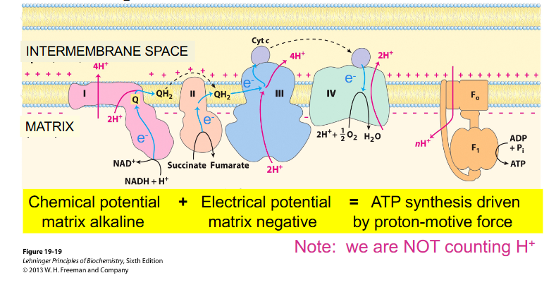 <p>- ETC Complexes pass protons from NADH/FADH2 to O2 (to make H2O)</p><p>- Simultaneously, H+ are pumped out of the matrix</p><p>- This H+ gradient (used to synthesise ATP) is a chemical and electrical gradient</p><p></p><p>- ubiquinone is shown to move around</p><p>- look at the diagram from left to right:</p><p>- we have electrons from NADH going into complex 1, then they move along the chain to a more positive carrier (as the numbers get bigger more positive, II, III, IV) (in terms of redox potential)</p><p>- Eventually, those electrons are used to reduce oxygen in the presence of protons to H2O (water)</p><p>- NADH donates its electrons to the first complex</p><p>- FADH2 (not on diagram) donates its electrons further along the chain</p><p>(rmbr that every NADH = 3 ATP, and FADH2 = 2 ATP)</p>