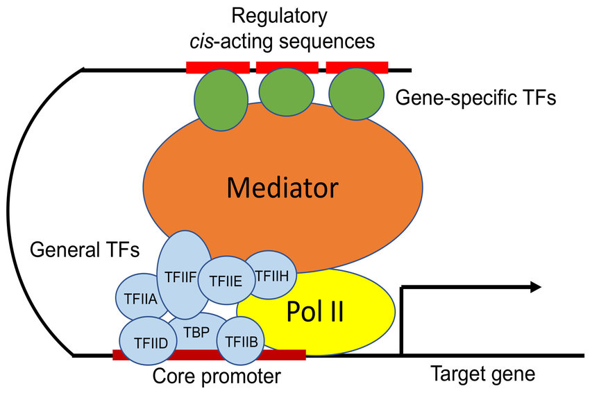 <ul><li><p><span>facilitate the binding of RNA polymerase to the DNA strand</span></p></li><li><p><span>start synthesizing mRNA based on the DNA template</span></p></li><li><p><span>transcription factors that help recognize the promoter sequence and stabilize the RNA polymerase before the actual transcription process begins</span></p></li></ul><p></p>
