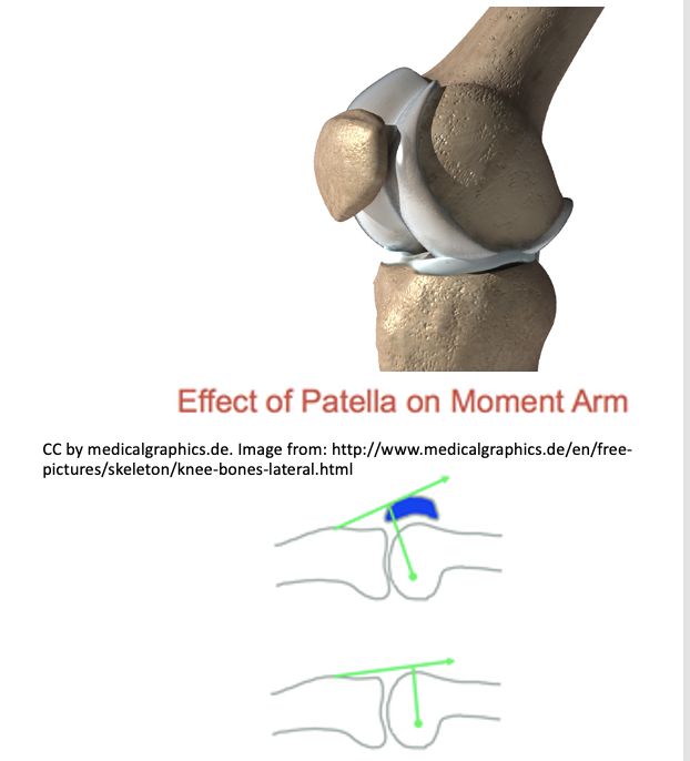 Patellofemoral articulation: type of joint + function 