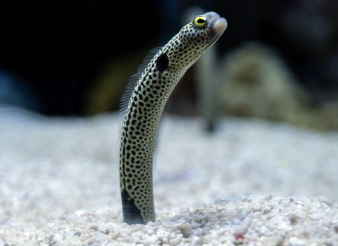 <p>conger and garden eels</p><p></p><p>Key traits:&nbsp;</p><ul><li><p>200 spp, 4 in Hawaii</p></li><li><p>tropical and temperate, coastal, complete lateral line, pectorals usually present</p></li></ul><p></p>