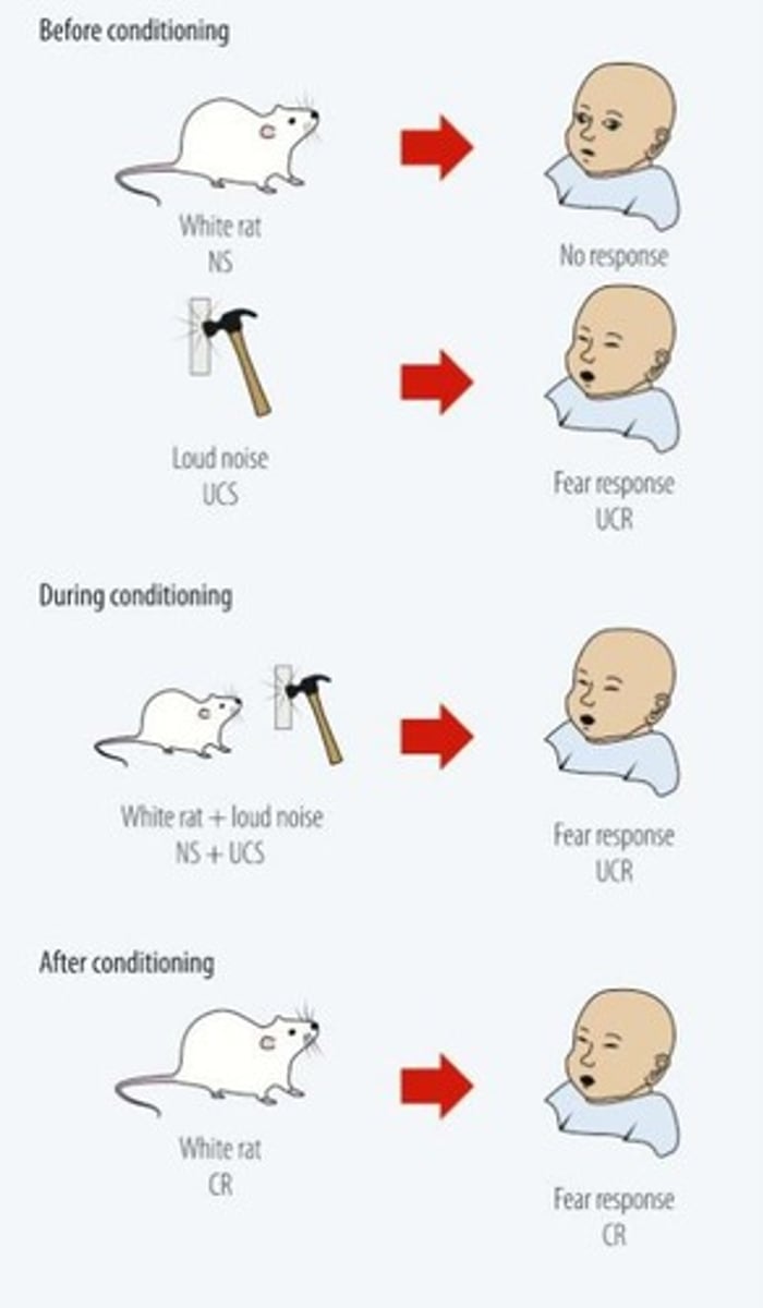 <p>Little Albert developed a fear response to the white rat after the loud noise was paired with its presentation.</p>