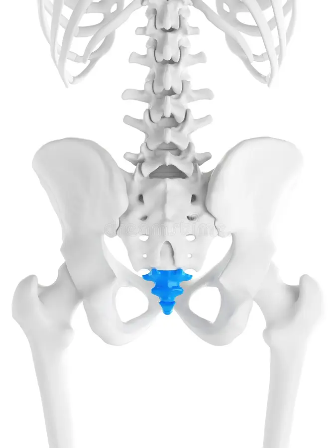 <p>What is this bone called?</p>