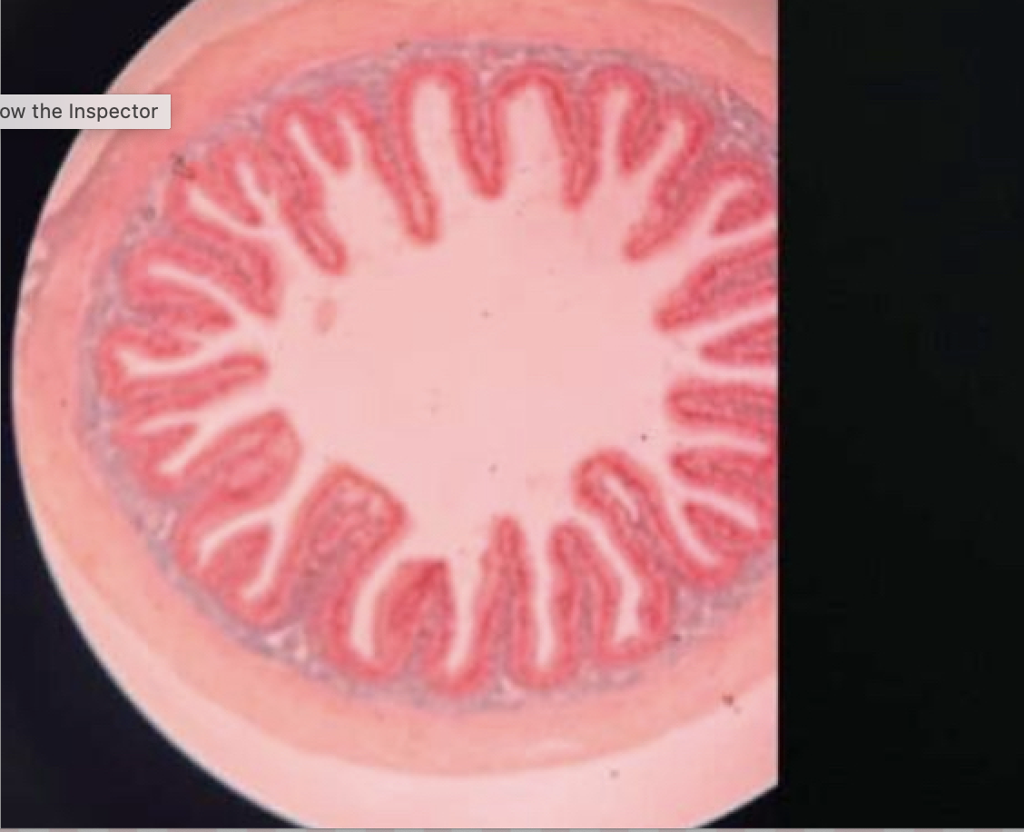 <p>Name the Tissue?</p>