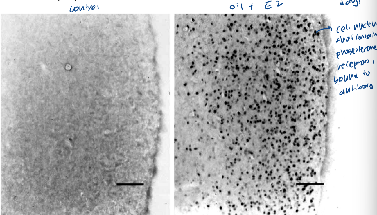 <p>many more PROG receptors bound to antibodies with E2 treatment than control</p>