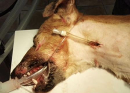 <p>What tubes used for enteral feeding are easy to place, can use semi-liquid diets, can be placed long term (20 weeks), can be used once the patient is awake, are well-tolerated, and can be given outpatient? They do require general anesthesia, can produce cellulitis or infection at the stoma site, can be dislodged, and are prone to obstruction.</p>