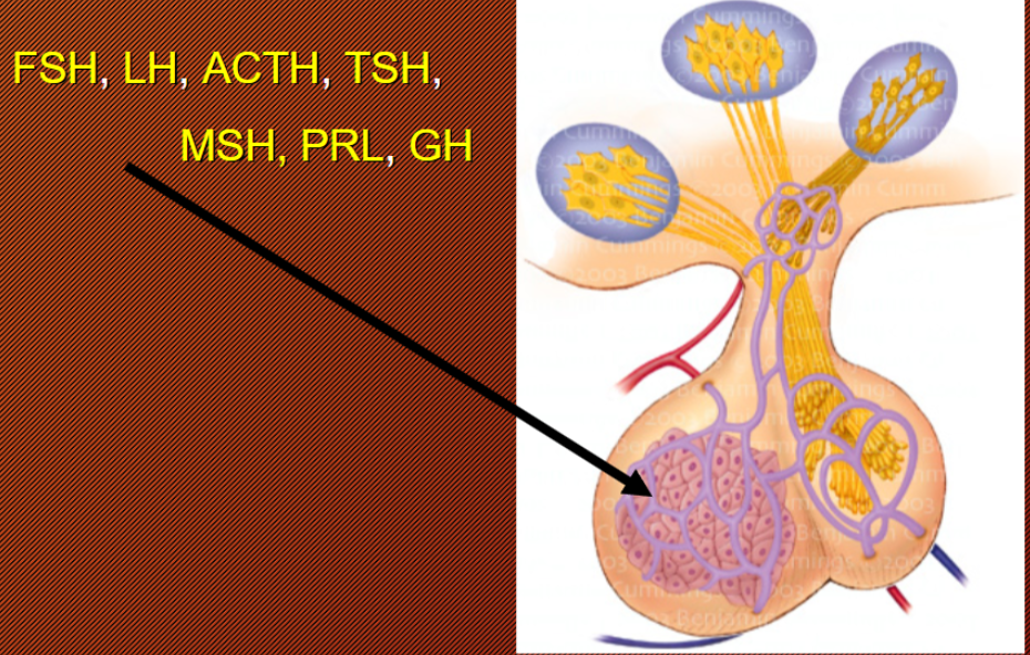 <p>Hypothalamus 1st Influence</p>
