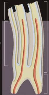 <p>list the parts of the tooth</p>