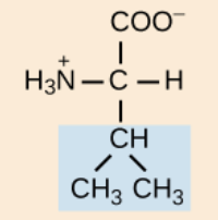 <p>nonpolar,aliphatic R group</p>