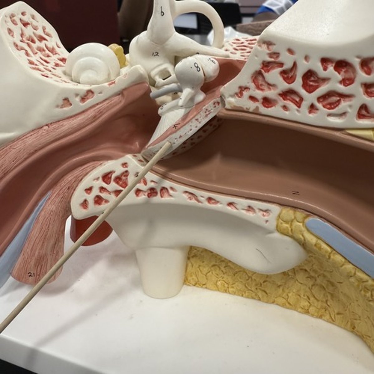 <p>What is this structure?</p>