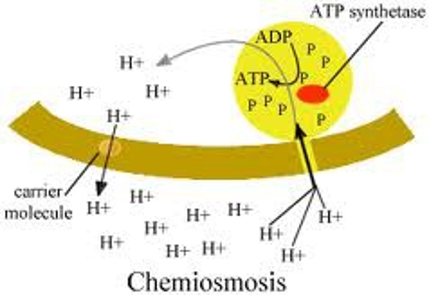 <p>Process by which a Hydrogen pump pumps protons into the thylakoid membrane. H+ passively flows through the ATP synthase which leads to the creation of ATP.</p>