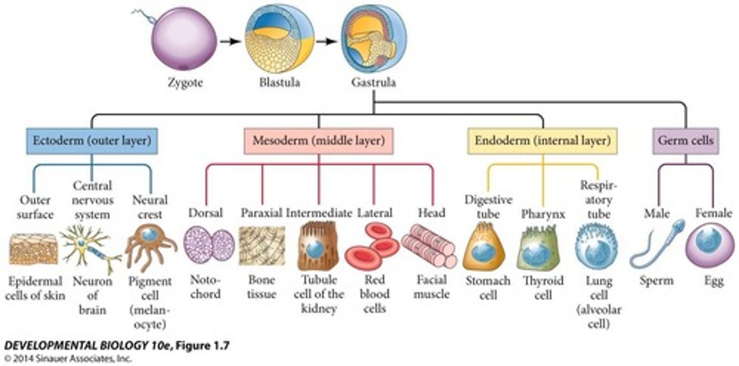 <p>The inner germ layer that develops into the lining of the endocrine glands, as well as, the digestive and respiratory linings</p><p>- inner layer that produces the respiratory and digestive linings and the endocrine glands</p>