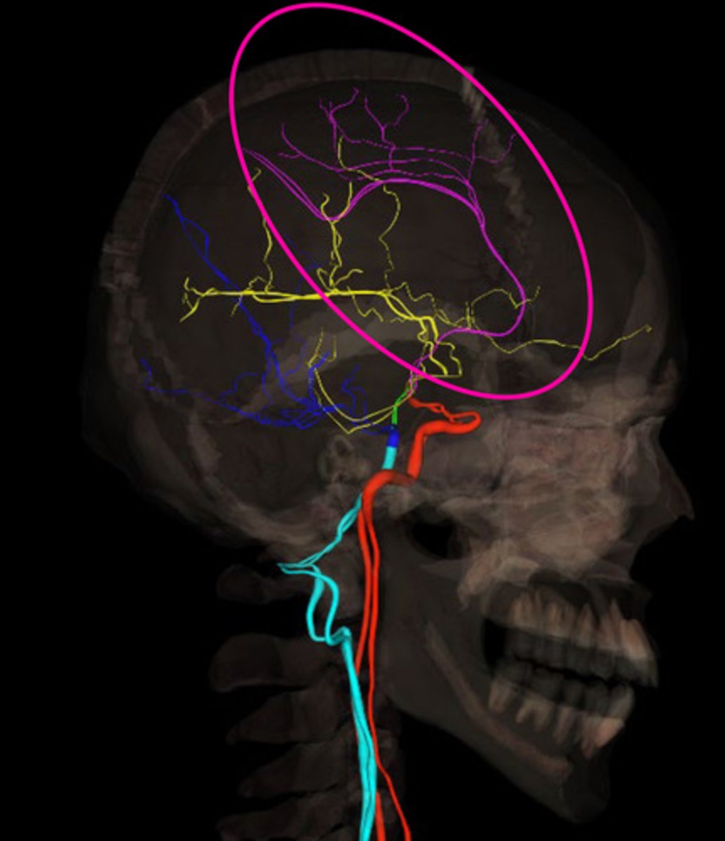 <p>supply blood to medial and superior surfaces of brain and frontal lobes</p>