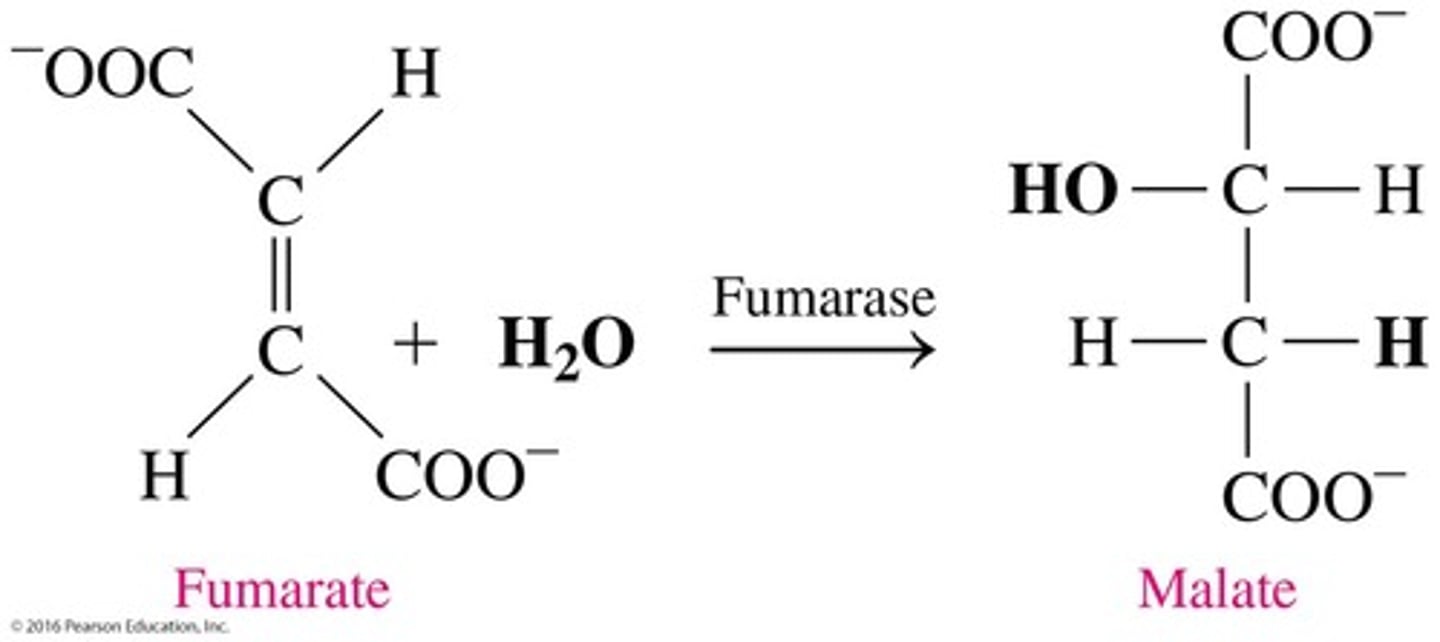 <p>Catalyzes the hydration of fumarate to form malate.</p>