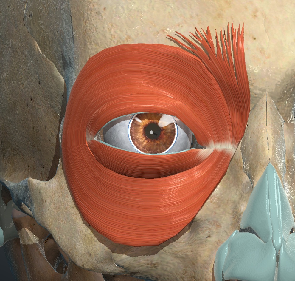 <p>What muscle is this?</p>