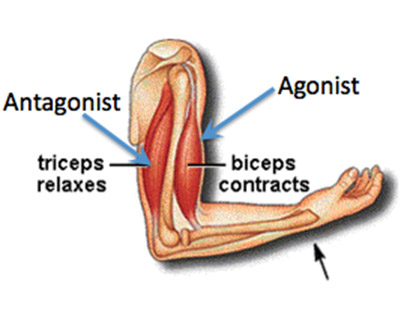 <p>opposes movement of agonist </p>