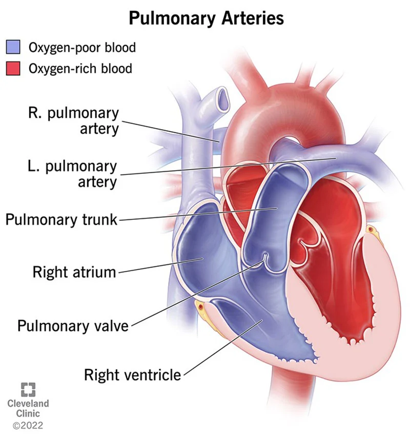 <ul><li><p>leave the heart to go to the lungs</p></li><li><p>start deep in the heart, comes up</p><ul><li><p>splits to R/L arteries after leaving heart</p></li><li><p>comes out RIGHT side to go to lungs</p></li></ul></li></ul>