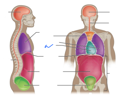 <p>What is this body cavity?</p>