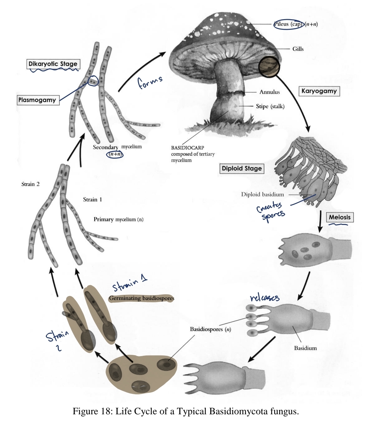 <p>life cycle of basidiomycota - basidium</p>