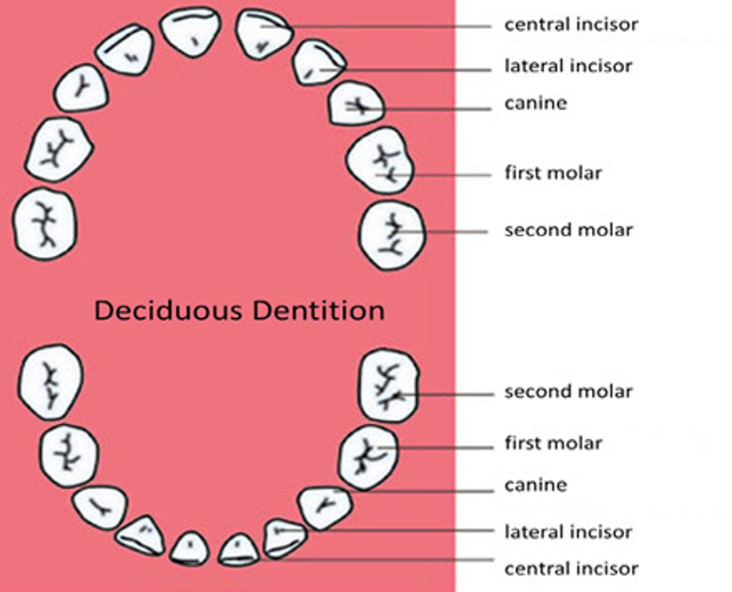 <p>primary teeth; first set of teeth- 20.</p><p>First teeth erupt at about six months and all twenty teeth have erupted by about two and a half years of age.</p><p>Ten teeth in the maxilla, ten in the mandible</p>