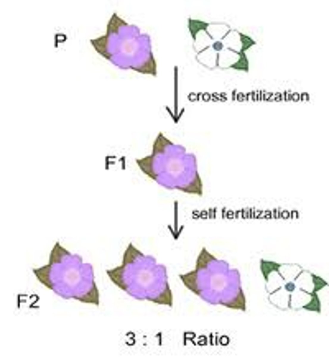 <p>Offspring resulting from interbreeding of the hybrid F1 generation.</p><p>3:1 PHENOTYPIC ratio with equal segregation of alleles</p>