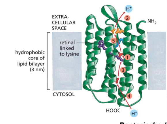 <p>What differs about the interactions between multi-pass and single-pass membrane proteins?</p>