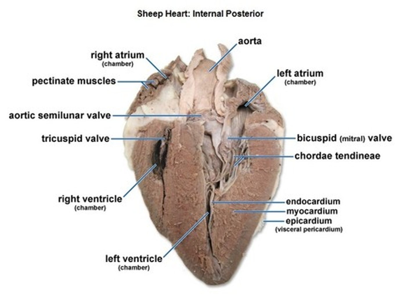 <p>Lining inside of the heart (looks shiny).</p>