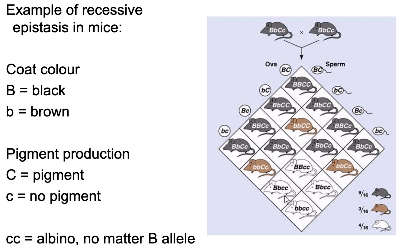 <p><strong>Epistasis</strong> is a genetic phenomenon where the expression of one gene masks or modifies the expression of another gene.</p><p>For example, coat color in mice. (SEE IMAGE)</p><p>Epistasis occurs in the interaction between the genes responsible for pigment production (e.g., gene A) and the gene responsible for pigment deposition (e.g., gene B). If gene A is not functional, it prevents the production of pigment regardless of the presence of a functional gene B, resulting in an albino phenotype. This demonstrates how the presence or absence of one gene can influence the expression of another gene in a non-additive manner.</p>