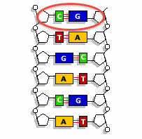 <p>nitrogenous base &quot;C&quot; connects with guanine</p>